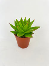 Load image into Gallery viewer, Bumble Plants Echeveria Agavoides Succulent