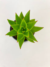 Load image into Gallery viewer, Bumble Plants Echeveria Agavoides Succulent