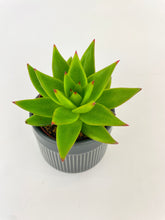 Load image into Gallery viewer, Bumble Plants Echeveria Agavoides Succulent