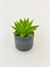 Load image into Gallery viewer, Bumble Plants Echeveria Agavoides Succulent