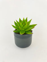 Load image into Gallery viewer, Bumble Plants Echeveria Agavoides Succulent