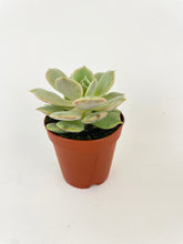 Load image into Gallery viewer, Bumble Plants Echeveria Lola Succulent