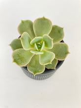 Load image into Gallery viewer, Bumble Plants Echeveria Lola Succulent