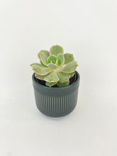 Load image into Gallery viewer, Bumble Plants Echeveria Lola Succulent