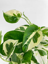 Load image into Gallery viewer, Bumble Plants Epipremnum 'Pearls and Jade' Pothos Hybrid