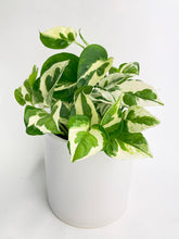 Load image into Gallery viewer, Bumble Plants Epipremnum 'Pearls and Jade' Pothos Hybrid