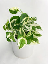 Load image into Gallery viewer, Bumble Plants Epipremnum 'Pearls and Jade' Pothos Hybrid