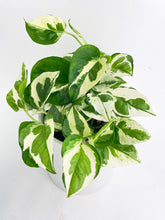 Load image into Gallery viewer, Bumble Plants Epipremnum 'Pearls and Jade' Pothos Hybrid