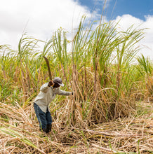 Load image into Gallery viewer, Person harvesting sugarcane in a field in Barbados for Golden Crystal Sugar from Burlap & Barrel