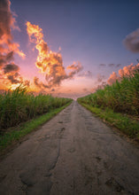 Load image into Gallery viewer, Pathway through a sugarcane field in Barbados with a dramatic sunset sky. Golden Crystal Sugar from Burlap & Barrel