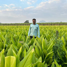 Load image into Gallery viewer, Dr. Salunkhe in his turmeric field from Burlap & Barrel