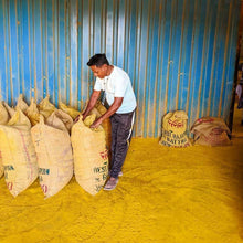 Load image into Gallery viewer, Dr Salunkhe processing New Harvest Turmeric from Burlap & Barrel