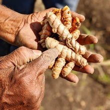 Load image into Gallery viewer, Dr Salunkhe harvesting New Harvest Turmeric from Burlap & Barrel