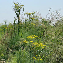 Load image into Gallery viewer, Lucknow Fennel - Burlap & Barrel