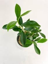 Load image into Gallery viewer, Bumble Plants Ficus Microcarpa 'Moclame' Mini Bonsai Tree