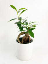 Load image into Gallery viewer, Bumble Plants Ficus Microcarpa 'Moclame' Mini Bonsai Tree