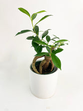 Load image into Gallery viewer, Bumble Plants Ficus Microcarpa 'Moclame' Mini Bonsai Tree