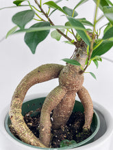 Load image into Gallery viewer, Bumble Plants Ficus Microcarpa 'Moclame' Mini Bonsai Tree