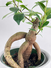 Load image into Gallery viewer, Bumble Plants Ficus Microcarpa 'Moclame' Mini Bonsai Tree