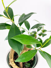 Load image into Gallery viewer, Bumble Plants Ficus Microcarpa 'Moclame' Mini Bonsai Tree