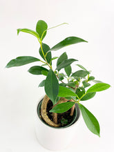 Load image into Gallery viewer, Bumble Plants Ficus Microcarpa 'Moclame' Mini Bonsai Tree