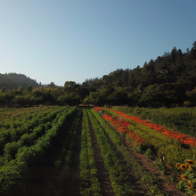 Load image into Gallery viewer, Field at Fire Tongue Farms