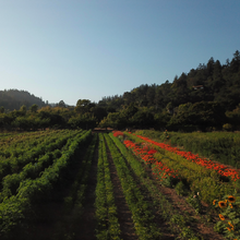 Load image into Gallery viewer, Fire Tongue Farms