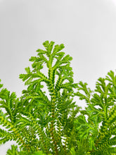 Load image into Gallery viewer, Bumble Plants Frosted Tip Fern Selaginella Kraussiana