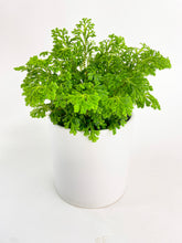Load image into Gallery viewer, Bumble Plants Frosted Tip Fern Selaginella Kraussiana