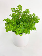 Load image into Gallery viewer, Bumble Plants Frosted Tip Fern Selaginella Kraussiana