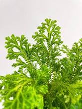Load image into Gallery viewer, Bumble Plants Frosted Tip Fern Selaginella Kraussiana