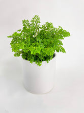 Load image into Gallery viewer, Bumble Plants Frosted Tip Fern Selaginella Kraussiana