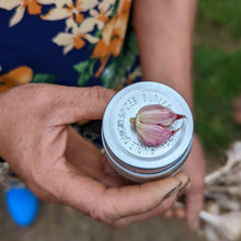 Load image into Gallery viewer, Purple Stripe Garlic - Burlap & Barrel
