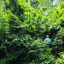 Load image into Gallery viewer, Farmer, Don Amilcar harvesting Cloud Forest Cardamom Seeds - Burlap & Barrel