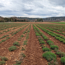 Load image into Gallery viewer, Herbes de Provence - Burlap & Barrel