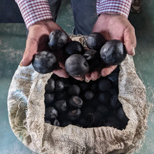 Load image into Gallery viewer, Holding whole black limes before they are dried