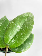 Load image into Gallery viewer, Bumble Plants Hoya Caudata Sumatra