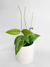Load image into Gallery viewer, Bumble Plants Hoya Caudata Sumatra