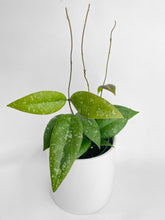Load image into Gallery viewer, Bumble Plants Hoya Caudata Sumatra