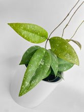 Load image into Gallery viewer, Bumble Plants Hoya Caudata Sumatra