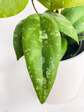 Load image into Gallery viewer, Bumble Plants Hoya Caudata Sumatra
