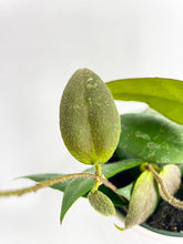 Load image into Gallery viewer, Bumble Plants Hoya Caudata Sumatra