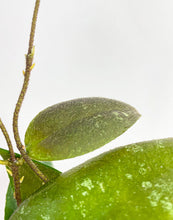 Load image into Gallery viewer, Bumble Plants Hoya Caudata Sumatra