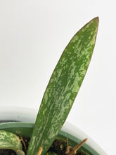Load image into Gallery viewer, Bumble Plants Hoya Sigillatis