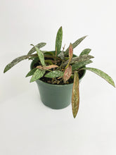 Load image into Gallery viewer, Bumble Plants Hoya Sigillatis