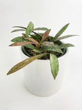 Load image into Gallery viewer, Bumble Plants Hoya Sigillatis