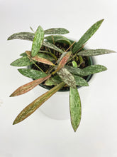 Load image into Gallery viewer, Bumble Plants Hoya Sigillatis
