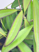 Load image into Gallery viewer, Bumble Plants Hoya Wayetii