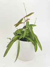 Load image into Gallery viewer, Bumble Plants Hoya Wayetii