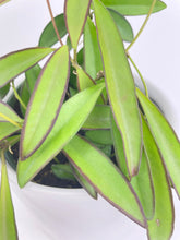 Load image into Gallery viewer, Bumble Plants Hoya Wayetii
